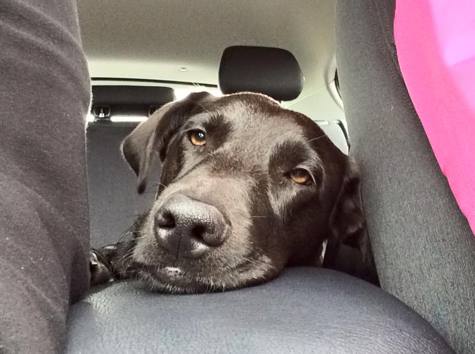 Mit Hund im Auto - Teil 1 - der beste Platz — Smartieslife